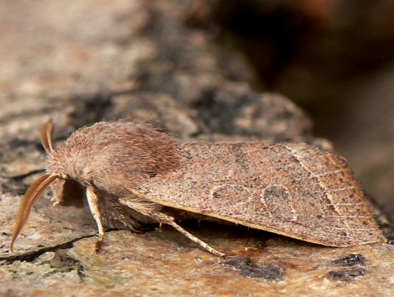 mora lipová Orthosia cerasi Fabricius, 1775