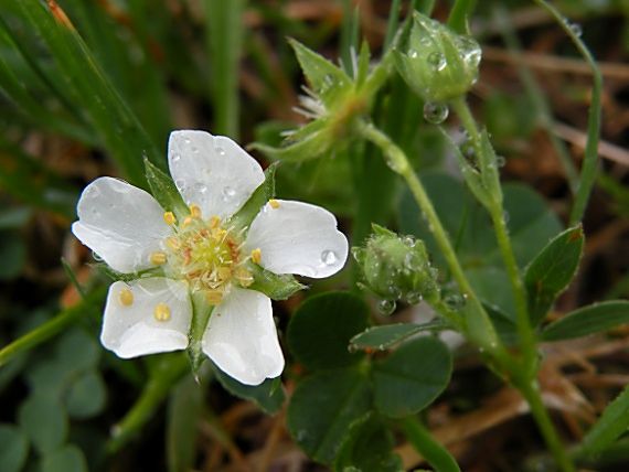 nátržník biely Potentilla alba L.