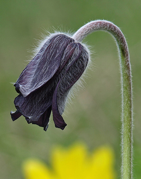 poniklec lúčny český Pulsatilla pratensis subsp. bohemica Skalický