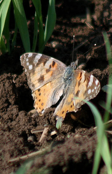 babôčka bodliaková Vanessa cardui