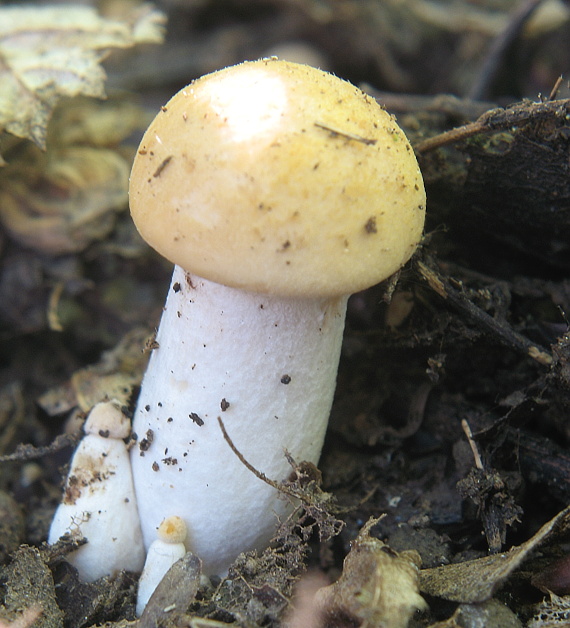 čírovnica májová Calocybe gambosa (Fr.) Donk