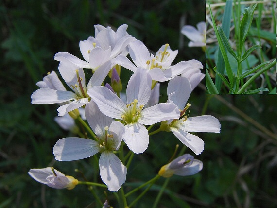 žerušnica lúčna Cardamine pratensis L.