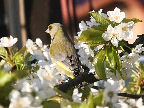 stehlík zelený Carduelis chloris