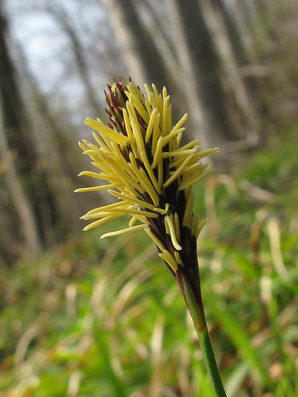 ostrica chlpatá Carex pilosa Scop.