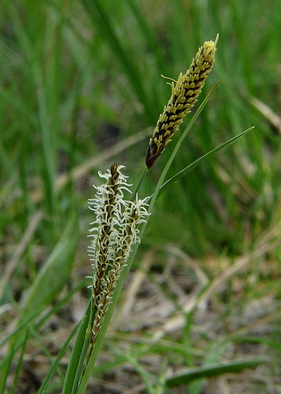 ostrica Carex sp.