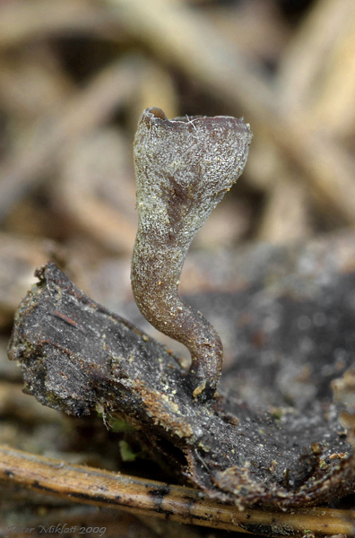 jahňadka hrdzavá Ciboria rufofusca (O. Weberb.) Sacc.