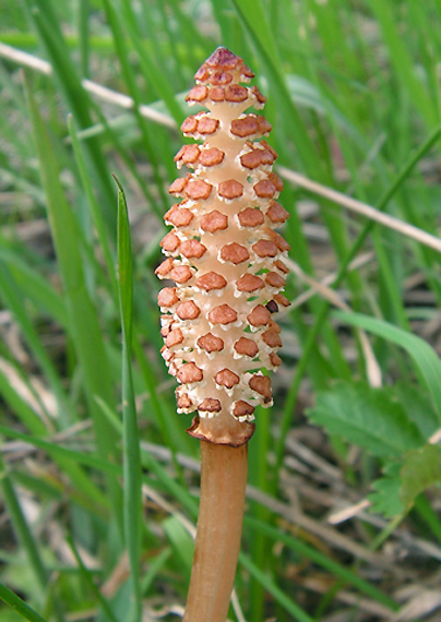 praslička roľná Equisetum arvense L.