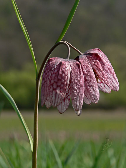 korunkovka strakatá Fritillaria meleagris L.