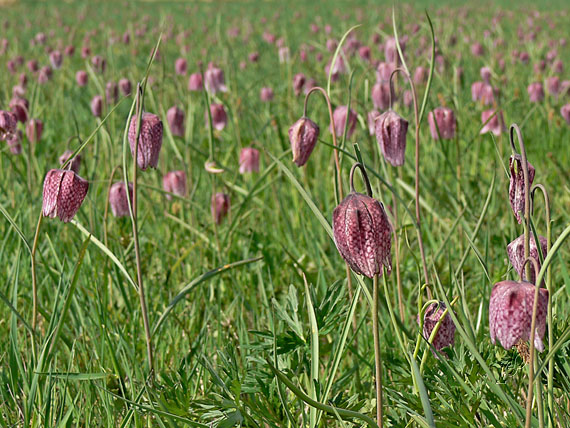 korunkovka strakatá Fritillaria meleagris L.