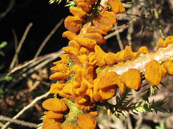 hrdzavka hrušková Gymnosporangium sabinae (Dicks.) G. Winter