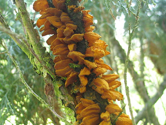 hrdzavka hrušková Gymnosporangium sabinae (Dicks.) G. Winter