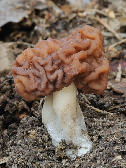 ušiak obyčajný Gyromitra esculenta (Pers.) Fr.