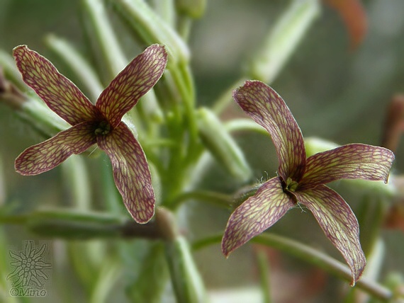 večernica smutná Hesperis tristis L.