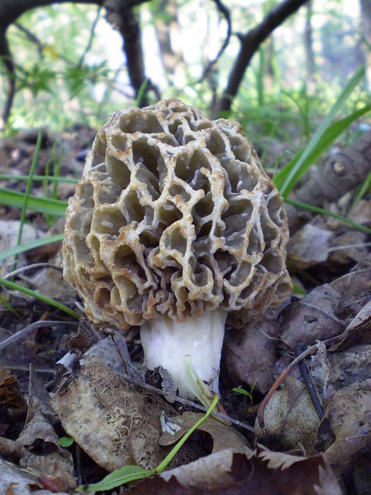 smrčok jedlý Morchella esculenta (L.) Pers.