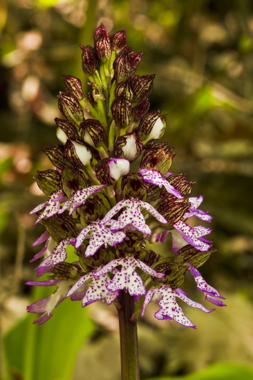 vstavač purpurový Orchis purpurea Huds.