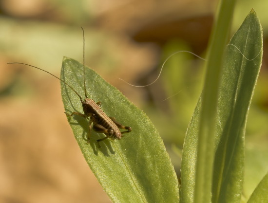 kobylka hnedkastá Pholidoptera griseoaptera