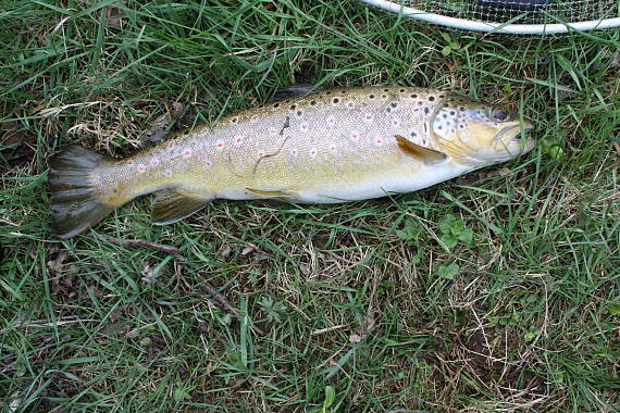 pstruh obecný potoční Salmo trutta morpha fario