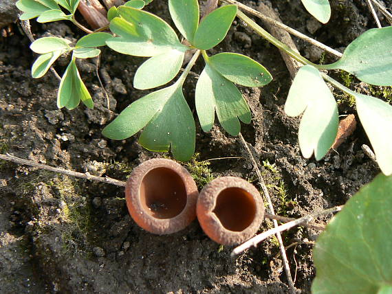 hľuznatka Sclerotinia sp.