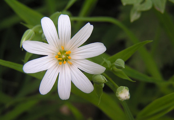 hviezdica veľkokvetá - ptačinec velkokvětý Stellaria holostea L.