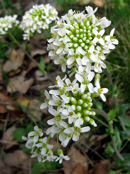 peniažtek Thlaspi sp.