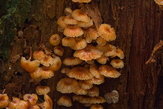 tanečnička zvončekovitá Xeromphalina campanella (Batsch) Maire