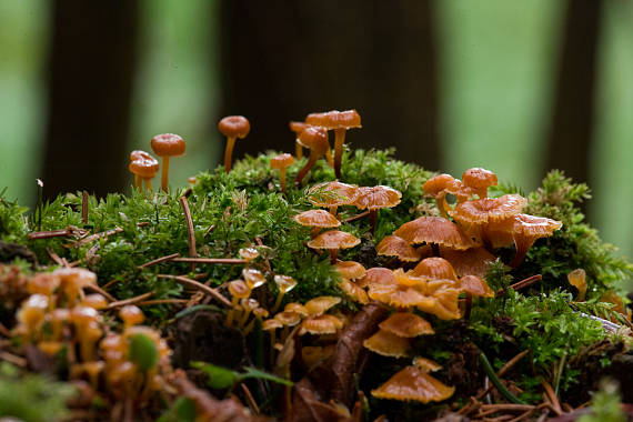 tanečnička zvončekovitá Xeromphalina campanella (Batsch) Maire