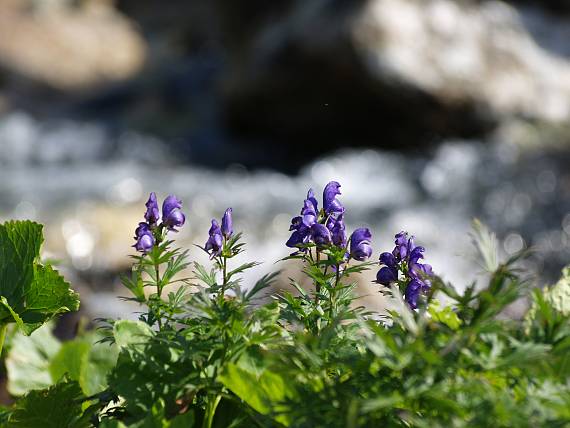 leto v tatrách Aconitum firmum Rchb.