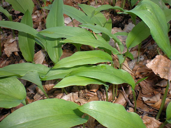 cesnak medvedí Allium ursinum L.