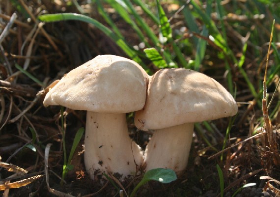 čírovnica májová Calocybe gambosa (Fr.) Donk