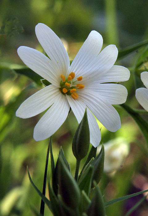 rožec Cerastium sp.