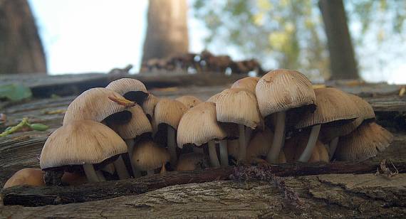 hnojník Coprinus sp.