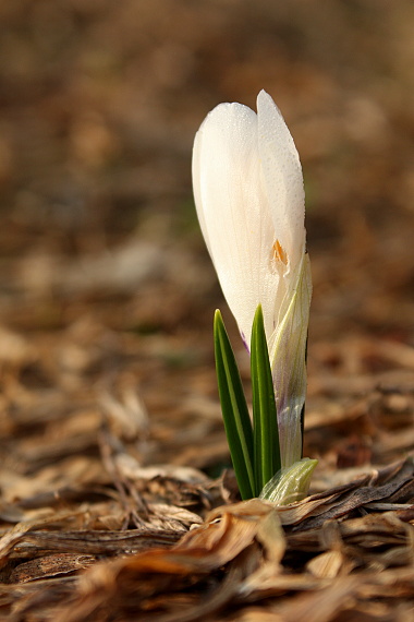 šafran bělokvětý Crocus albiflorus Kit. ex Schult.