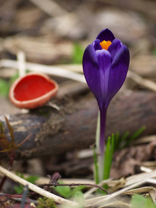 ohnivec a šafrán Crocus discolor G. Reuss