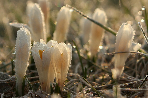 šafran bělokvětý Crocus sp.