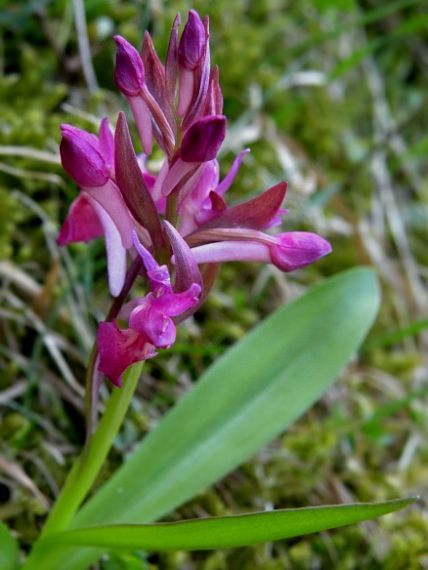 vstavačovec bazový Dactylorhiza sambucina (L.) Soó