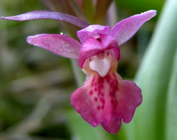 vstavačovec bazový Dactylorhiza sambucina (L.) Soó