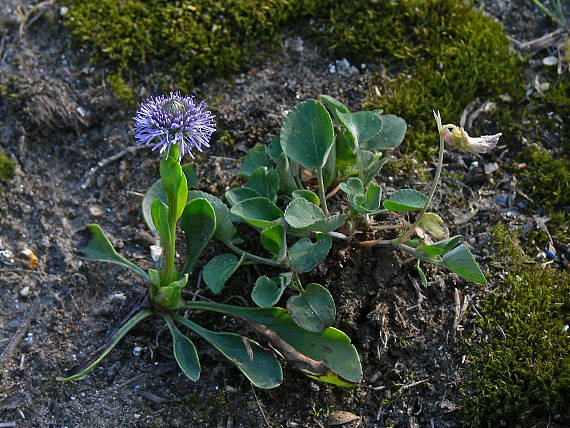 guľôčka bodkovaná Globularia punctata Lapeyr.