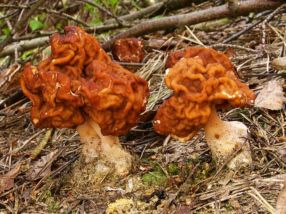 ušiak obyčajný Gyromitra esculenta (Pers.) Fr.