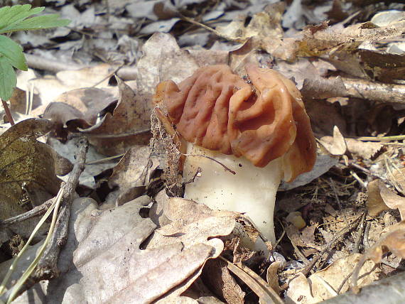 ušiak obrovský Gyromitra gigas (Krombh.) Cooke