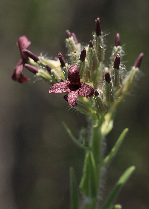 večernica smutná Hesperis tristis L.