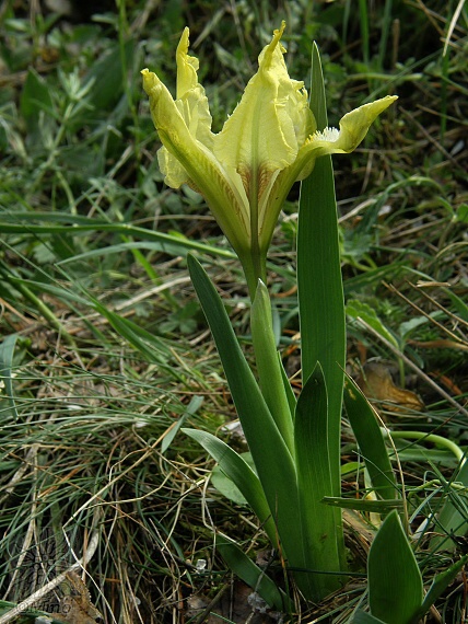 kosatec nízky Iris pumila L.