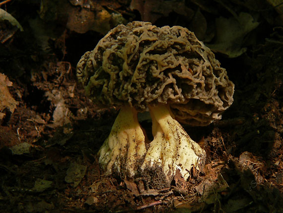 smrčok jedlý Morchella esculenta (L.) Pers.