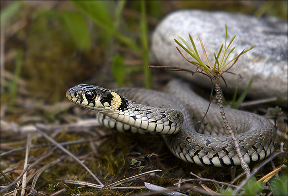 užovka obojková Natrix natrix