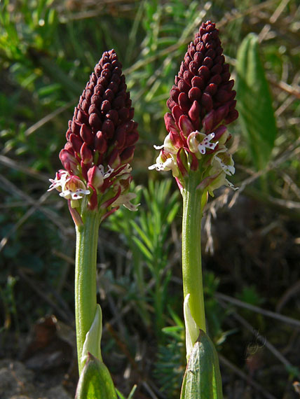 neotinea počerná pravá Neotinea ustulata subsp. ustulata (L.) R. M. Bateman, A. M. Pridgeon et M. W. Chase