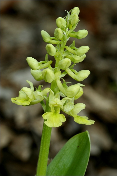 vstavač bledý Orchis pallens L.