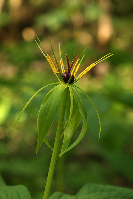 vranovec štvorlistý Paris quadrifolia L.