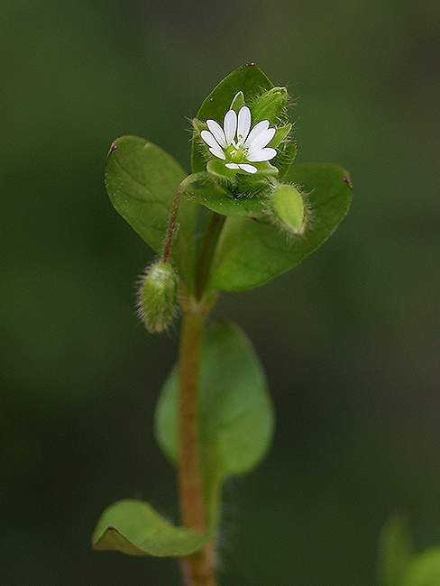 hviezdica prostredná Stellaria media (L.) Vill.