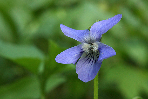 fialka Viola sp.