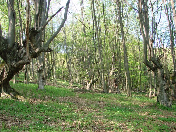 biotop urničky kraterovitej