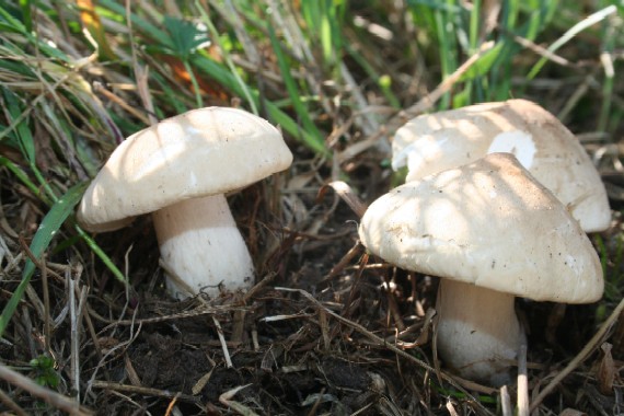 čírovnica májová Calocybe gambosa (Fr.) Donk